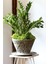 Zamia Bitkisi 4