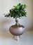 Ficus Ginseng Bonsai Gold Ayaklı Saksıda 1