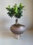 Ficus Ginseng Bonsai Gold Ayaklı Saksıda 2