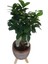 Ficus Ginseng Bonsai Kiremit Rengi Damla Saksıda 2