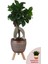 Ficus Ginseng Bonsai Kiremit Rengi Damla Saksıda 3