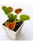10'lu Venüs Fly Trap Sinek Kapan Bitkisi Tohumu + 10'lu Dahlia Çiçek Tohumu 1