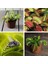 100'lü Karışık Venüs Fly Trap Sinek Kapan Bitkisi Tohumu + 10'lu H. Gülü Tohumu 5