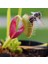 100'lü Venüs Fly Trap Sinek Kapan Bitkisi Tohumu + 10'lu Cennet Kuşu Çiçek Tohumu 1