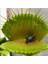 100'lü Karışık Venüs Fly Trap Sinek Kapan Bitkisi Tohumu + 10'lu H. Gülü Tohumu 1