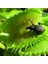 25'li Venüs Fly Trap Sinek Kapan Bitkisi Tohumu + 10'lu Cennet Kuşu Çiçek Tohumu 1