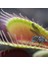 10'lu Venüs Fly Trap Sinek Kapan Bitkisi Tohumu + 10'lu Cennet Kuşu Çiçek Tohumu 1