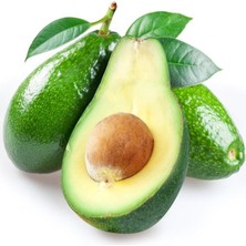 Sağ Tarım Yarı Bodur Fuerte Avokado Fidanı Tüplü Aşılı 2 Yaş 50 - 60 Cm