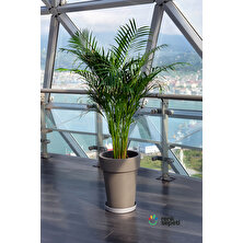 Renk Sepeti Dypsis Lutescens - Areca Palmiyesi 100-120 cm