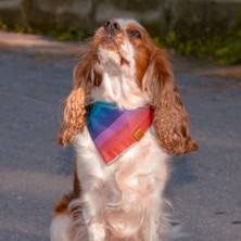 Lusi Doog Renkli Köpek Bandanası (S - M - L Beden) Gökkuşağı