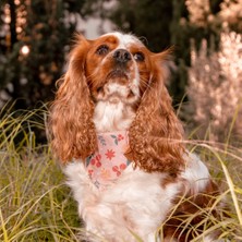 Lusi Doog Açık Pembe Köpek Bandanası (S - M - L Beden) Yılbaşı Temalı