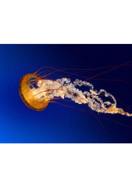 Temel Didjeridu Ağızlık Plastik Aparat fiyatları