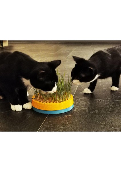 Kedi Çimen Ekici Plastik Aparat