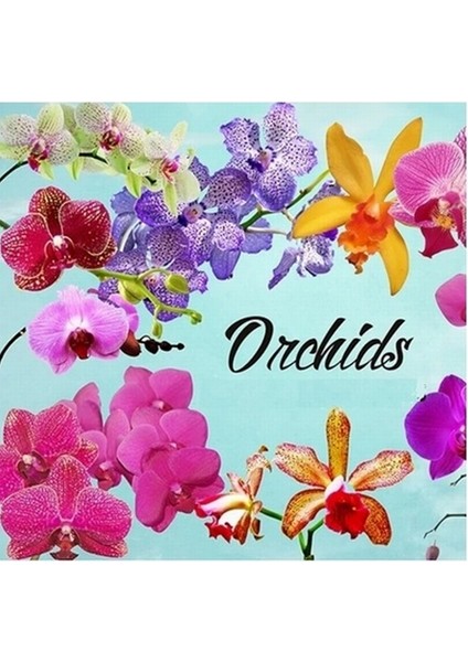 25'li 10 Farklı Renk Vanda Orkide Tohumu + 10'lu Hollanda Gülü Tohumu