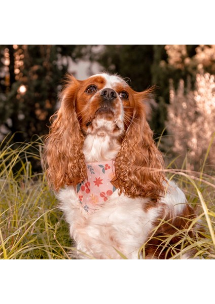 Açık Pembe Köpek Bandanası (S - M - L Beden) Yılbaşı Temalı