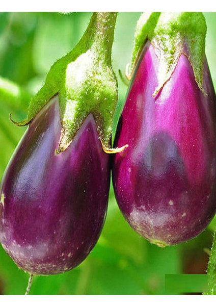 Antep Dolmalık Kurutmalık Mor Patlıcan Tohumu 10 gr