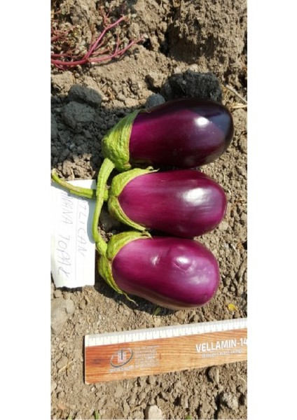 Antep Dolmalık Kurutmalık Mor Patlıcan Tohumu 10 gr fiyatları