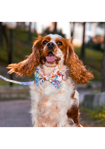 Lusi Doog Köpek Gezdirme Kayışı Çiçek Desenli (2 Beden)