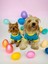 Hediye Paketli, Anneye Hediye, Love Mom Blue, Oval Yaka Tişört Köpek Kıyafeti,elbisesi Anneler Günü, Anneye, Anne 4