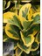 Altuni Taflan Fidanı 15-20 cm x 10 ad 4