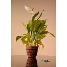 Renk Sepeti Spathiphyllum Wallisi - Barış Çiçeği - Salon ve Ofis Bitkisi 40 - 60 cm