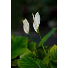 Renk Sepeti Spathiphyllum Wallisi - Barış Çiçeği - Salon ve Ofis Bitkisi 40 - 60 cm