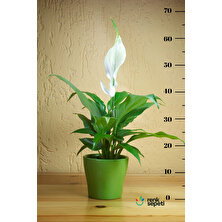 Renk Sepeti Spathiphyllum Wallisi - Barış Çiçeği - Salon ve Ofis Bitkisi 40 - 60 cm