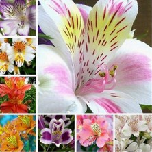 Day 10 Adet 10 Farklı Renk Vanda Orkide Tohumu + 10 Adet K.renk Lily Çiçeği Tohumu