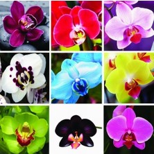 Day 25 Adet 10 Farklı Renk Phalaenopsis Orkide Tohumu + 10 Adet Hediye K.renk Primula Çiçeği Tohumu