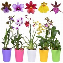 Day 100 Adet 10 Farklı Renk Oncidium Orkide Tohumu + 10 Adet Hediye K.renk Yıldız Çiçeği Tohumu