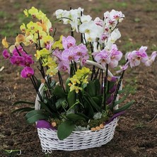 Day 100 Adet 10 Farklı Renk Cattleya Orkide Tohumu + 10 Adet Hediye K.renk Afrika M. Çiçeği Tohumu