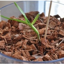 Day 10 Adet 10 Farklı Renk Phalaenopsis Orkide Tohumu + 10 Adet Hediye K.renk Zambak Tohumu
