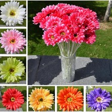 Day 10 Adet 10 Farklı Renk Orkide Çiçek Tohumu + 10 Adet Hediye K.renk Gerbera Çiçeği Tohumu