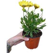 Fidanova Papatya, Bodrum Papatyası,sarı Renk