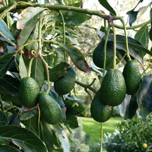 Sağ Tarım Yarı Bodur Hass Avokado Fidanı Tüplü Aşılı 2 Yaş (50-60 Cm)