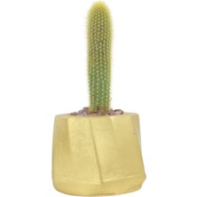 Stein Kohle Çiçek Saksısı Büyük Boy 1 Adet Altın Renk Uygulamalı Kalın Çizgili Model