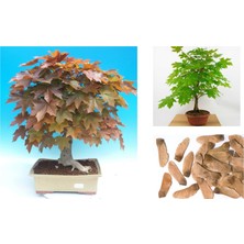 Tunç Botanik Norveç Akçaağaç Tohumu 20 Adet ( Bonsai Türü )