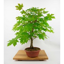 Tunç Botanik Norveç Akçaağaç Tohumu 20 Adet ( Bonsai Türü )