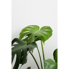 Root Aromaterapi Kule Model Gri Buhurdanlık