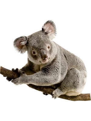 Cucavion Araba Çıkartması Kendinden Yapışkanlı Dekoratif Koala Baskılı Çıkartma Bebek Odası Duvar Graffiti (Yurt Dışından)