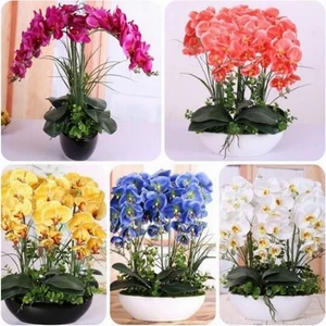 50 Adet 10 Farklı Renk Orkide Çiçek Tohumu + 10 Adet Hediye K.renk Gerbera Çiçeği Tohumu