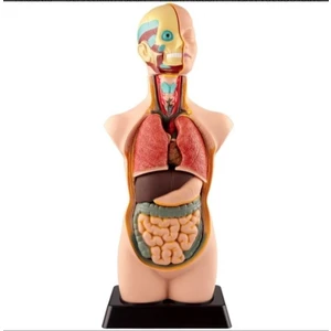 İNSAN VÜCUDU BÜYÜK BOY 50 CM - ( 11 PARÇA )