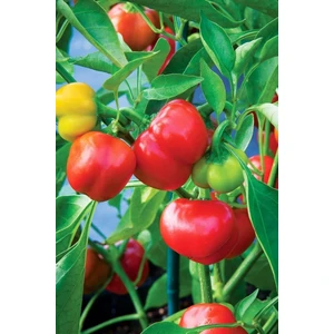 Çermik Fidancılık Kamber Domates Biberi Tohumu 10 gr