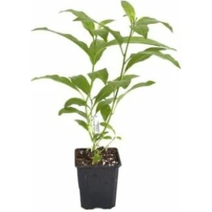 Akşam Sefası Parfüm Çiçeği Melisa Fidanı 10-30 cm