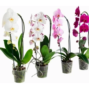50'li 10 Farklı Renk Vanda Orkide Tohumu + 10'lu Kırmızı Fuchsia Çiçeği Bitkisi Tohumu