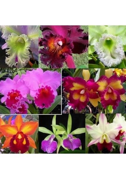 50 Adet 10 Farklı Renk Phalaenopsis Orkide Tohumu + 10 Adet K.renk Lily Çiçeği Tohumu