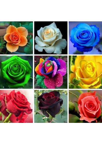 10 Adet 10 Farklı Renk Cattleya Orkide Tohumu + 10 Adet K.renk Gül Tohumu