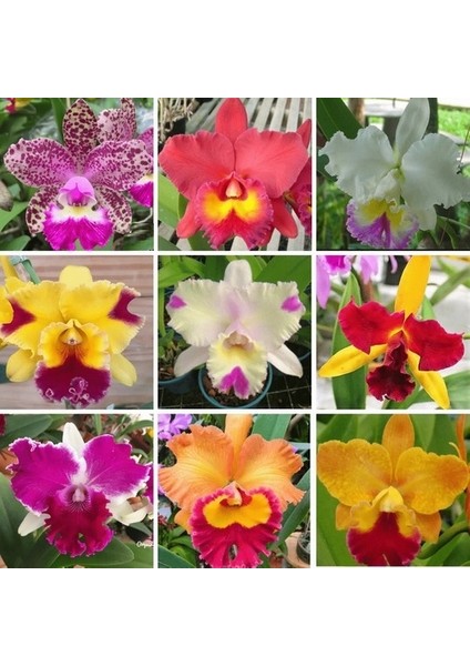 25 Adet 10 Farklı Renk Phalaenopsis Orkide Tohumu + 10 Adet Hediye K.renk Buz Çiçeği Tohumu