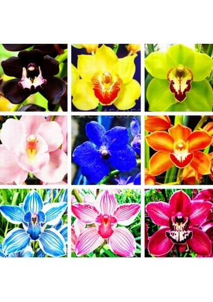 100 Adet 10 Farklı Renk Oncidium Orkide Tohumu + 10 Adet Hediye K.renk Buz Çiçeği Tohumu