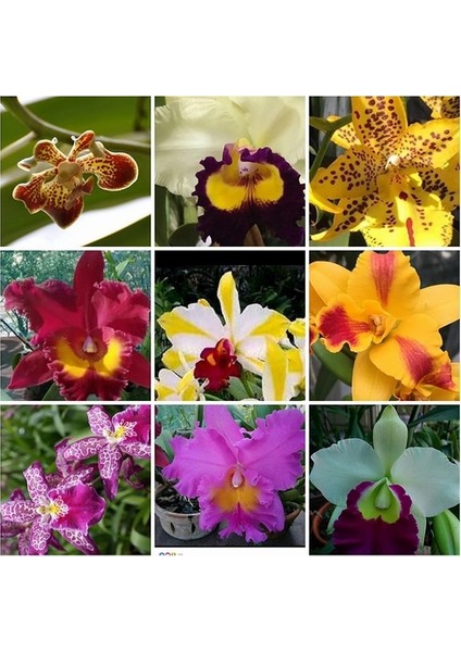 50 Adet 10 Farklı Renk Oncidium Orkide Tohumu + 10 Adet Gökkuşağı Gül Tohumu